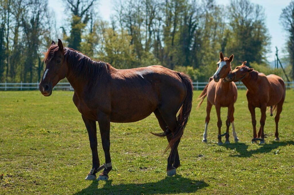 Anti Inflammatory For Horses