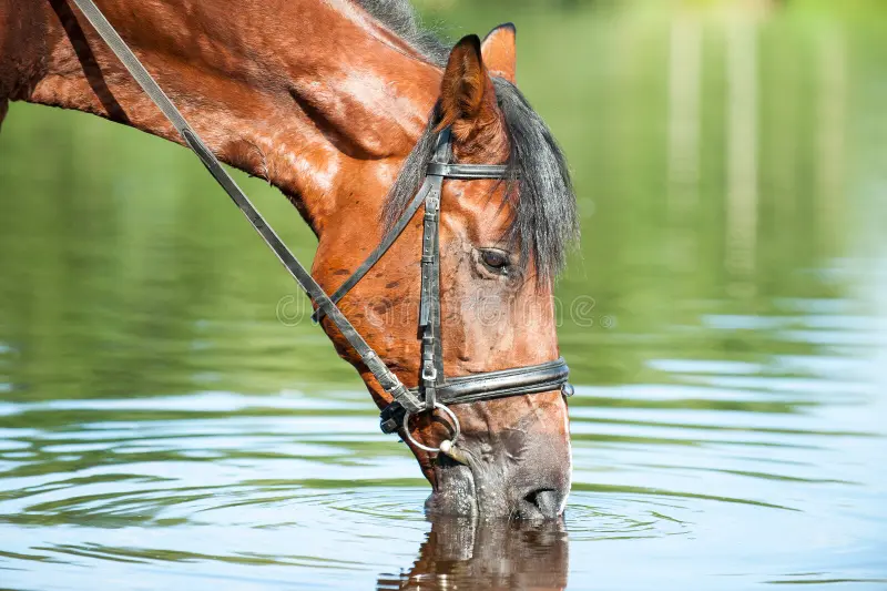 Equinesvet