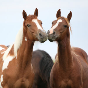 Is Ketamine A Horse Tranquilizer?