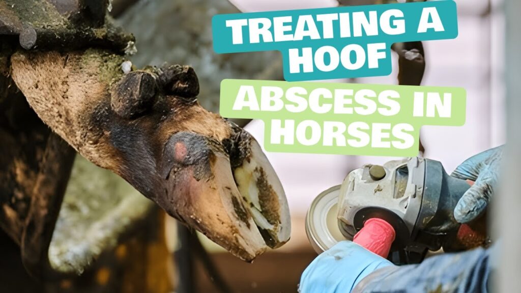 Best horse antibiotics for hoof abscess treatment