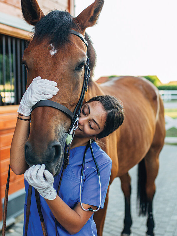 Equine Veterinarian