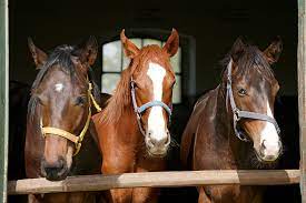 Horse Bleeding From Nose