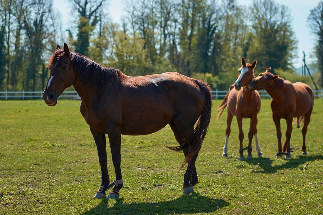 Anti Inflammatory For Horses