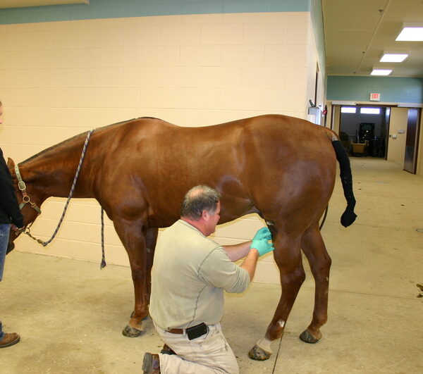 Horse Injections