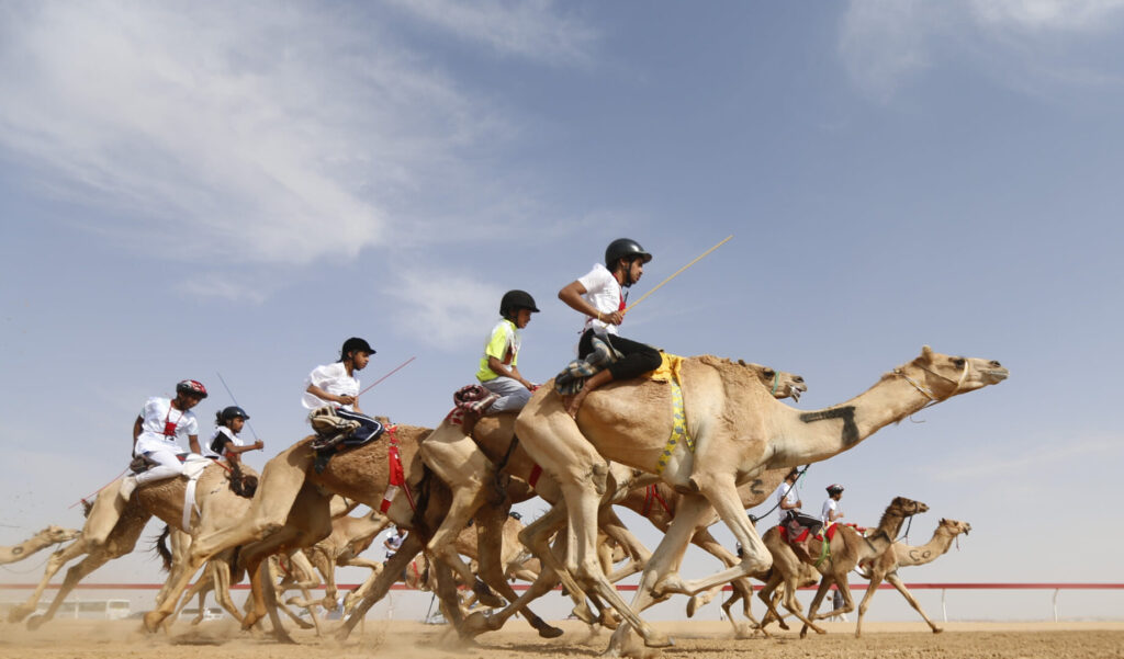 Camels Racing