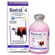 Boviral – Torne