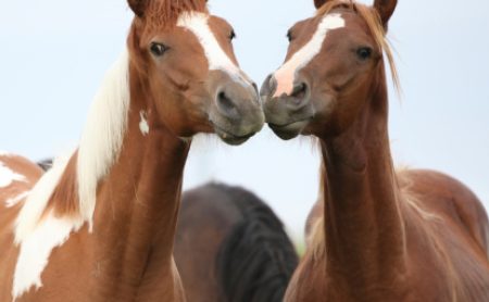 Is Ketamine A Horse Tranquilizer?