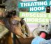 Best horse antibiotics for hoof abscess treatment