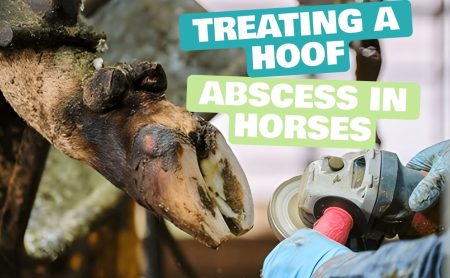 Best horse antibiotics for hoof abscess treatment